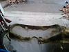 76 Fuzz buster-2012-12-09_09_39_06.jpg