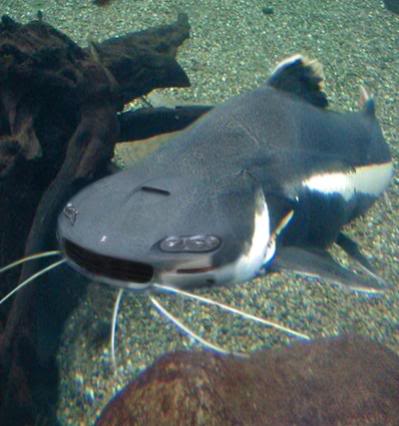 Name:  catfish.jpg
Views: 966
Size:  26.6 KB