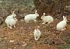 bunny jump-bunnies3.jpg